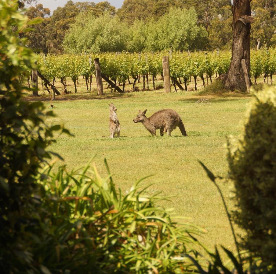 Gisborne Peak Winery Short Term Stays Esterno foto