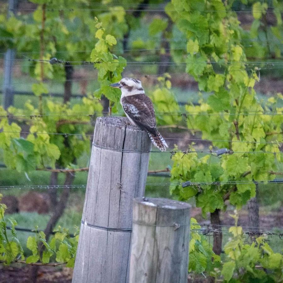 Gisborne Peak Winery Short Term Stays Esterno foto